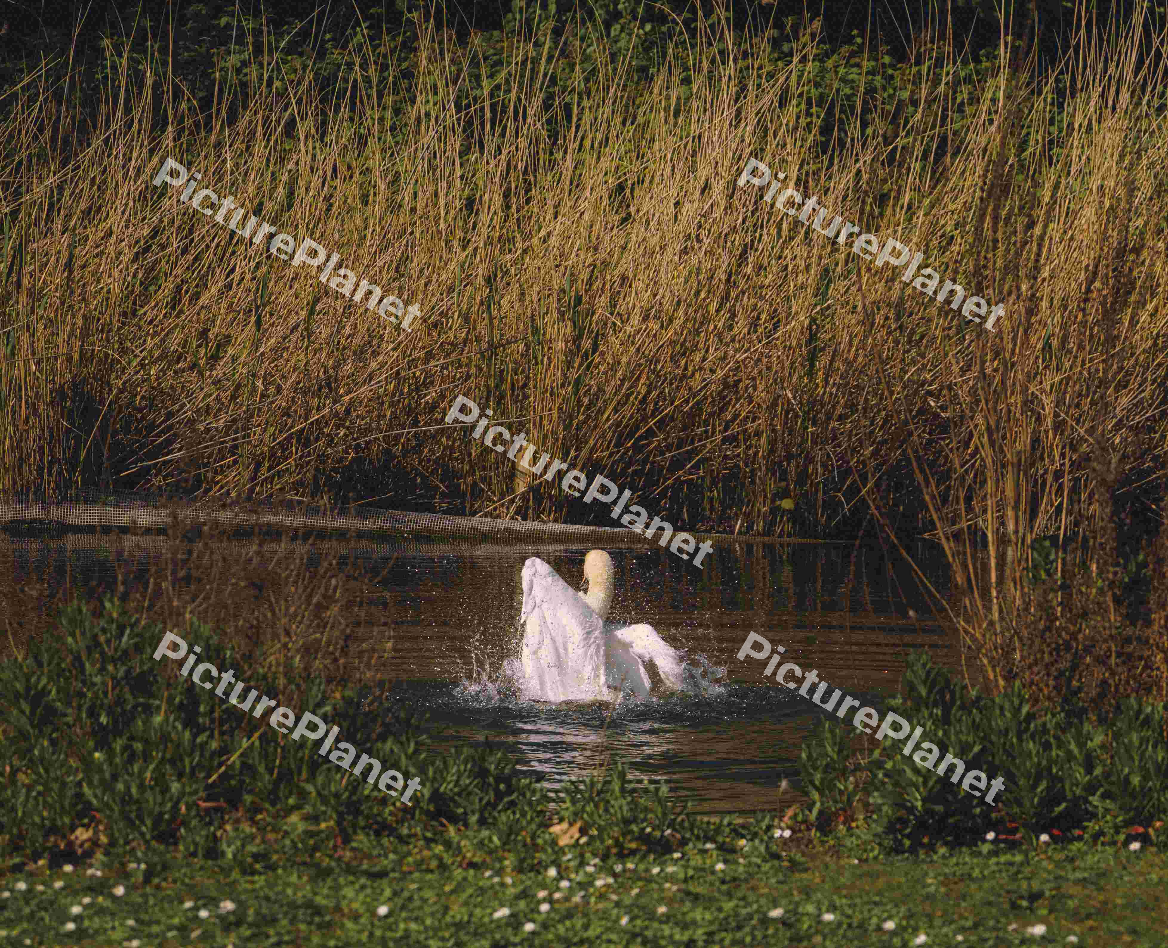 A Swan Display (Variation)